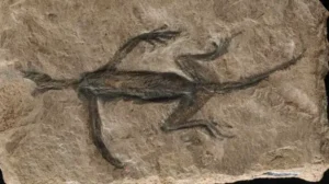 280 Million Year Old Fossil