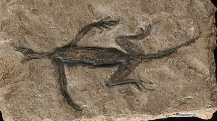 280 Million Year Old Fossil