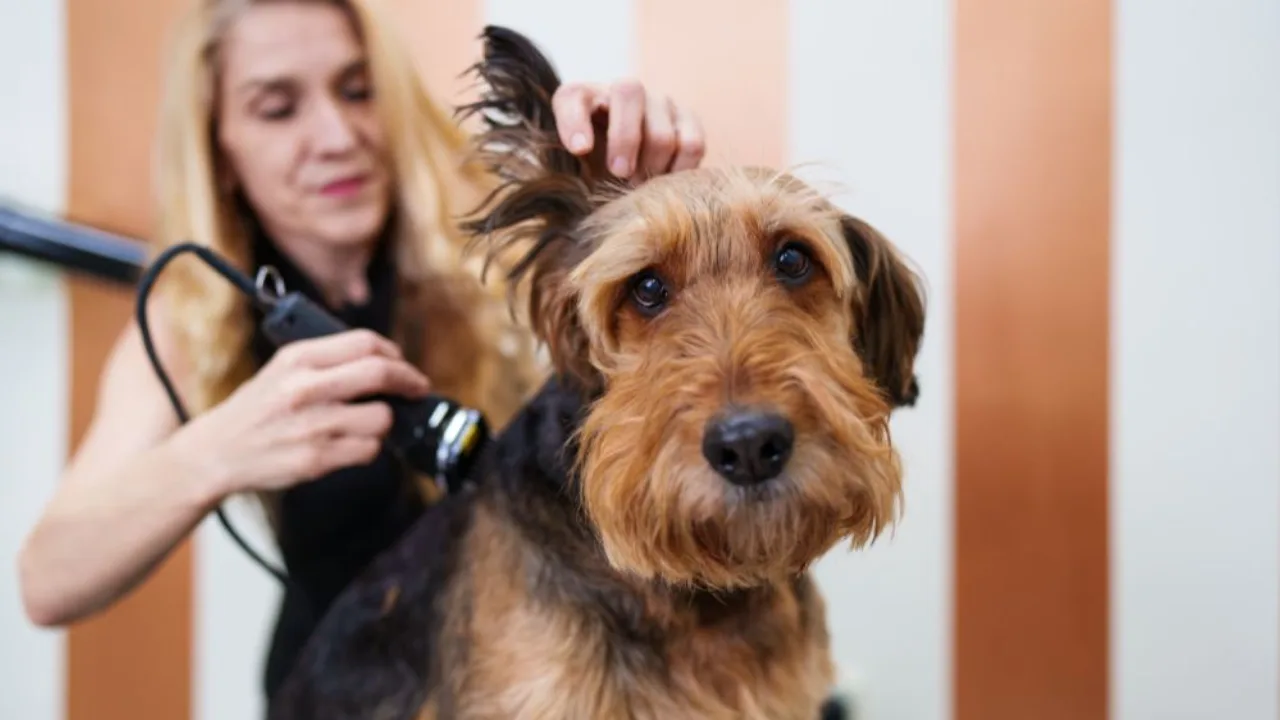 Elevate Your Pet's Pampering Routine with These 5 Essential Grooming Products